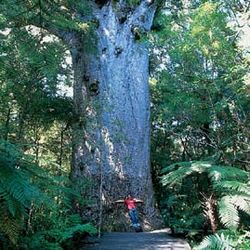 Waipoua Lodge