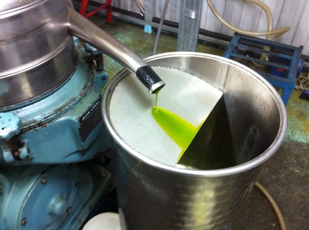 At the press. Liquid gold. Our extra virgin olive oil now it has been separated from the juice. 