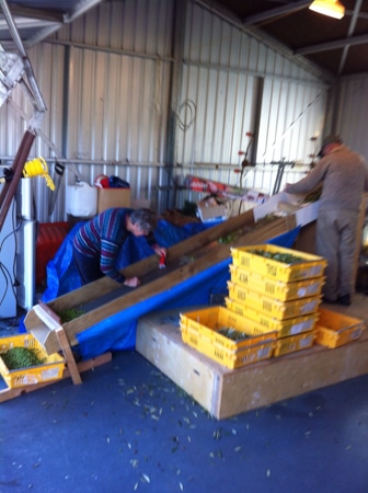 We pay for the pressing by weigh so don't want to pay for leaves in our oil. Bryan  (Sue's clever Dad) has made us a deleafer.  Together with Sue's Mum, they work tirelessly sorting. 