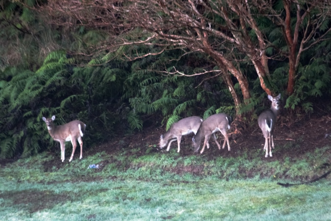 Virginian Deer on Trail Park. These animals are quite safe, as shooting within the village is strictly forbidden, and have become a real attraction for locals and visitors both.