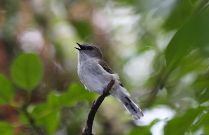 Grey Warbler in song