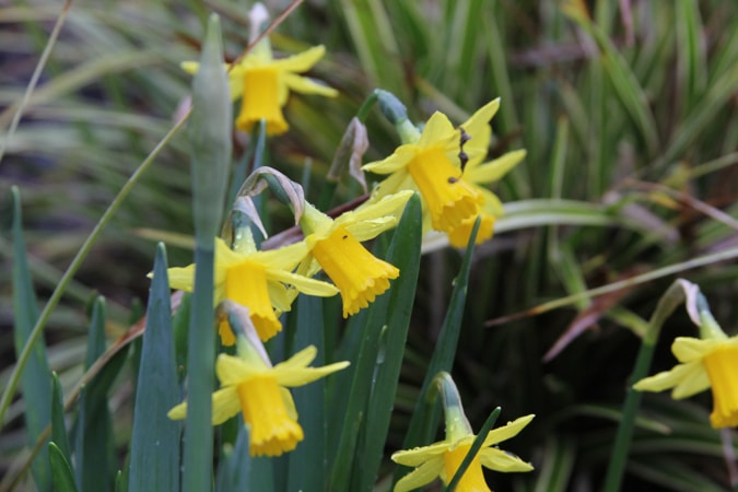 Spring Daffodils