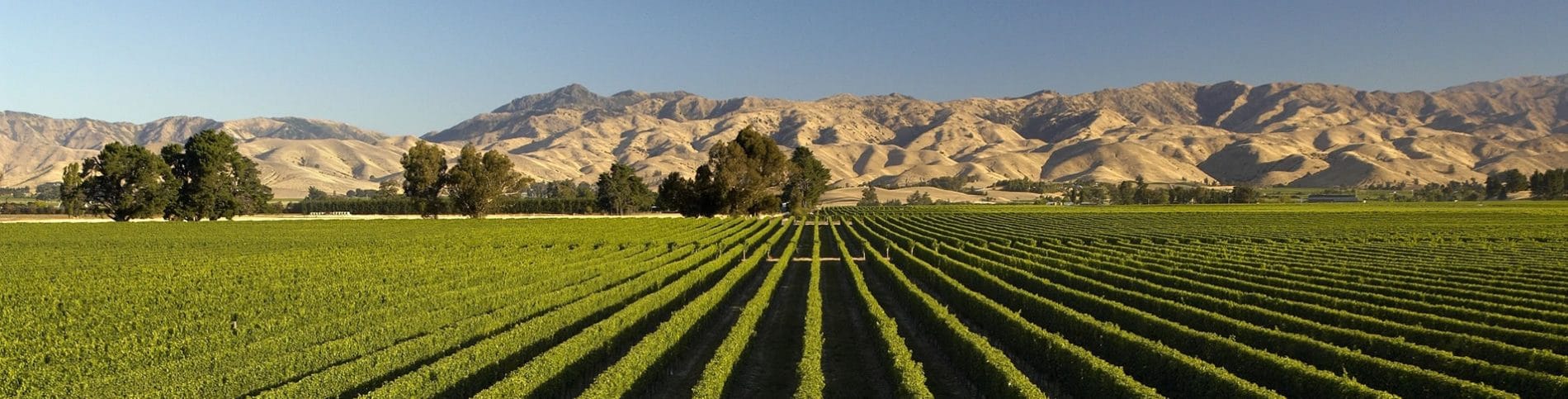 Blenheim-Vineyards