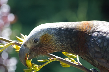 Kaka "dipping" flax blooms