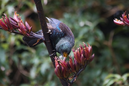 Tui "dippin" flax. The orange tint at the base of the beak is pollen