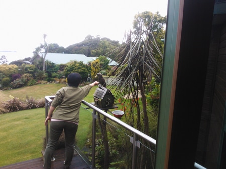 Japan meets Stewart Island local